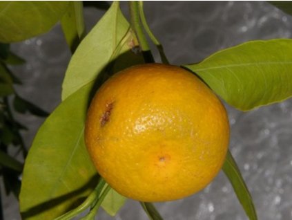 Mandarinka 'Kelasurskij'