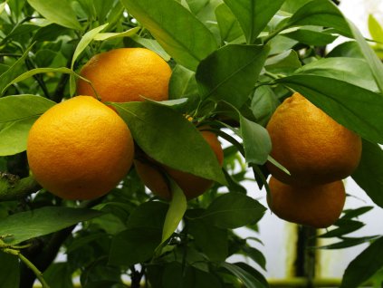 Mandarinka 'Miyagawa'