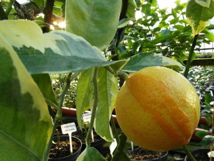 Citrus volkameriana Pasg. Tan. 'Variegata'