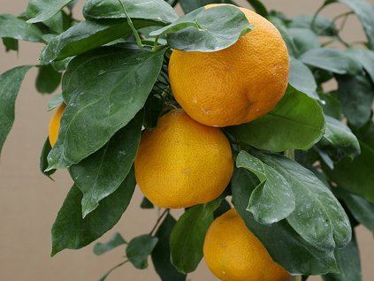 Mandarinka 'Planellina'