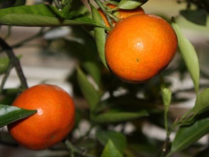 Mandarinka 'Satsuma x Clementina'