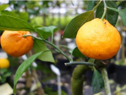 Mandarinka 'Skorospělyj'