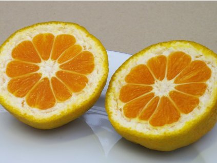 Mandarinka 'Silverhill'