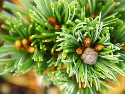 Borovice drobnokvětá 'Blue Dreamer'