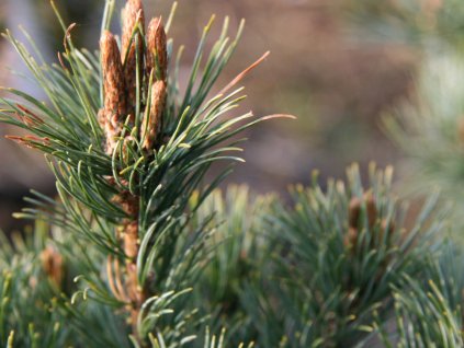 Borovice drobnokvětá 'Nellie D.'