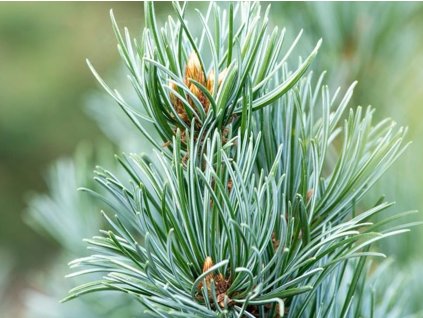 Borovice drobnokvětá 'Saphir'