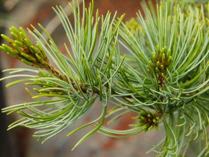 Borovice drobnokvětá 'Venus'