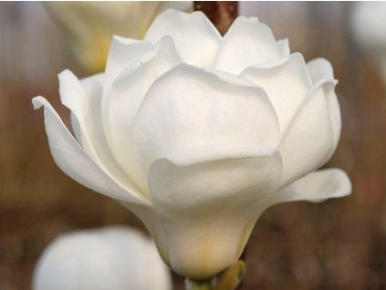 Magnolie 'Crystal Tulip'