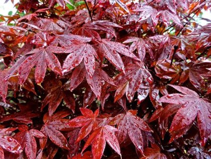 Javor dlanitolistý 'Rhode Island Red'