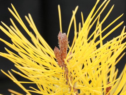 Borovice lesní 'Anny's Winter Sun'