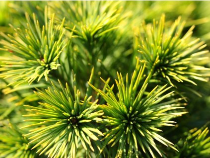 Borovice lesní 'Green Penguin'