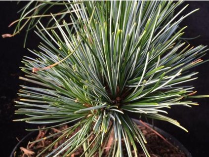 Borovice korejská 'Chitjen'