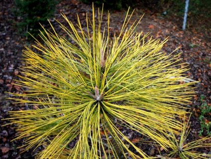 Borovice Jeffreyova 'Misty Lemon'