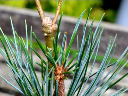 Borovice korejská 'Shile Kan'