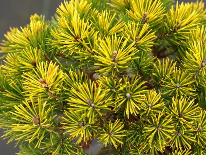 Borovice kleč 'Butternut'