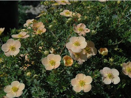 Mochna křovitá 'Daydawn'