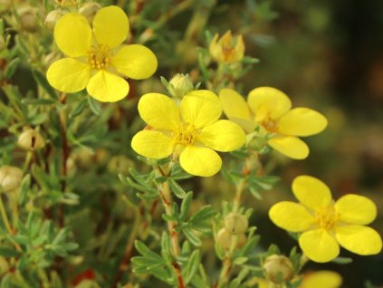 Mochna křovitá 'Goldteppich'