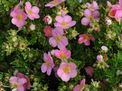 Mochna křovitá 'Pink Queen'