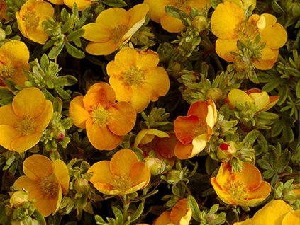 Mochna křovitá 'Tangerine'