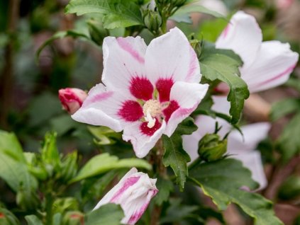 Ibišek syrský 'Mathilde'