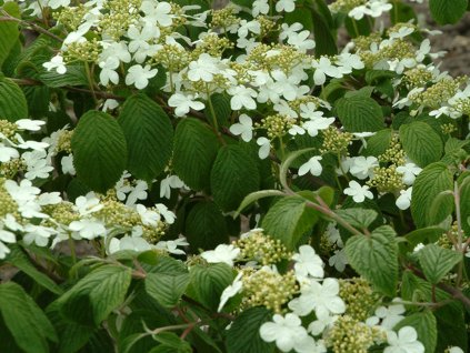 Kalina japonská f. tomentosum