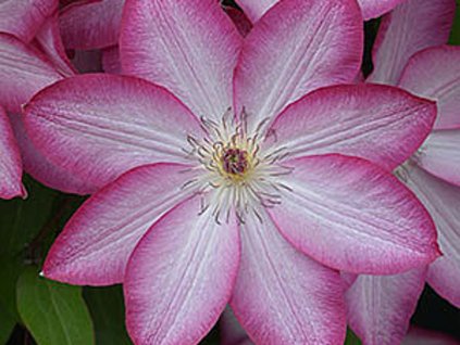 Plamének 'Joyful Heart'