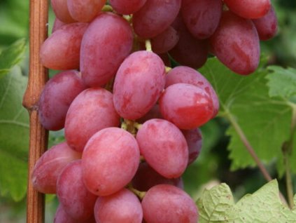 Réva vinná 'Fiammetta'