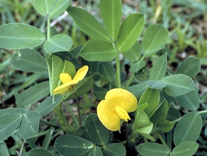 Podzemnice olejná 'Baron'