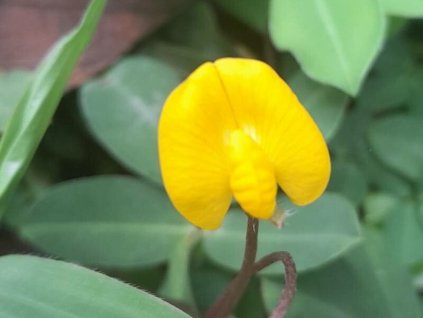 Podzemnice olejná 'Just So'