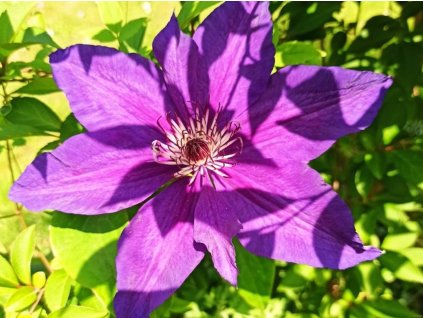 Plamének 'Moniuszko'