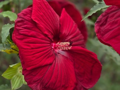 Ibišek bahenní TOMA 'Burgundy Velvet' - Hibiscus TOMA 'Burgundy Velvet'