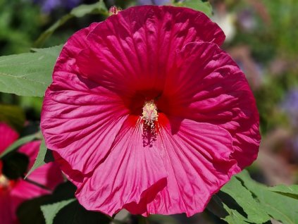 Ibišek bahenní TOMA 'Large Lollipop' - Hibiscus TOMA 'Large Lollipop'