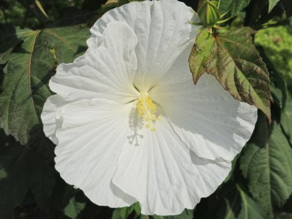 Ibišek bahenní TOMA 'White Angel' - Hibiscus TOMA 'White Angel'