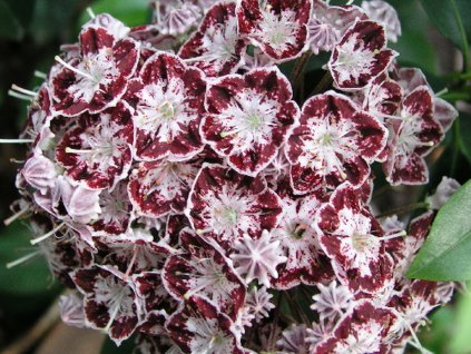 Mamota, kalmie 'Ufo'