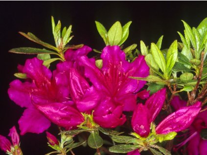 Japonská azalka 'Fuksja'