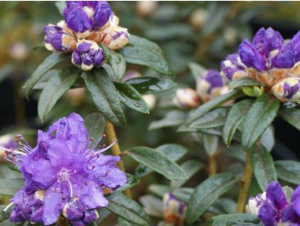 Rododendron obtížený 'Maggie'