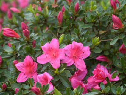 Japonská azalka 'Wombat'
