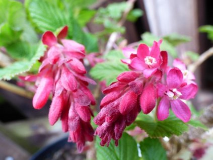 Meruzalka krvavá 'Pulborough Scarlet'