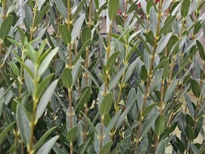 Jamovec úzkolistý 'Grand Prix' PBR