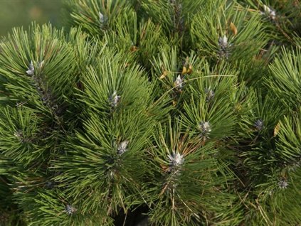 Borovice černá 'Helga'