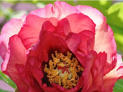 Pivoňka dřevitá 'Gauguin'