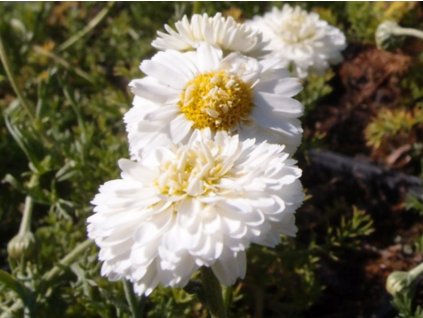 Rmen sličný 'Flore Plena' - Anthemis nobilis 'Flore Plena'
