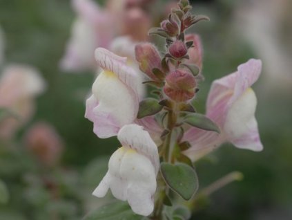 Hledík španělský - Antirrhinum hispanicum