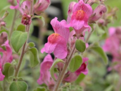 Hledík španělský 'Roseum' - Antirrhinum hispanicum 'Roseum'