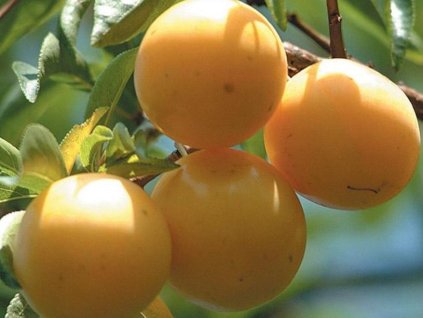 Japonská švestka 'Sorriso di Primavera'