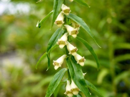 Náprstník žlutý - Digitalis lutea