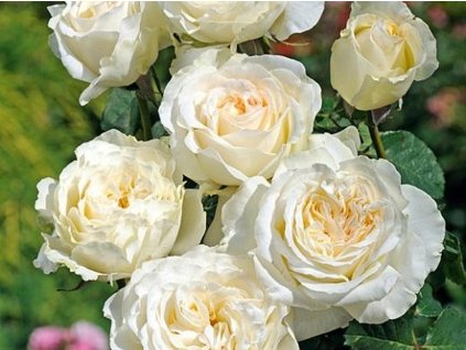 Růže 'Irina®' (Balení speciální balení)