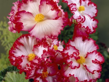 Begonie 'Bicolor Crispa Marginata' Red & White