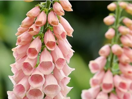 Náprstník Mertonův 'Summer King' - Digitalis × mertonensis 'Summer King'