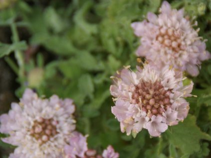 Perohlávek - Pterocephalus parnassi